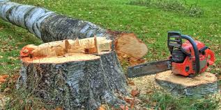 Best Firewood Processing and Delivery  in Wilkes Barre, PA