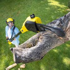 Best Lawn Renovation and Restoration  in Wilkes Barre, PA