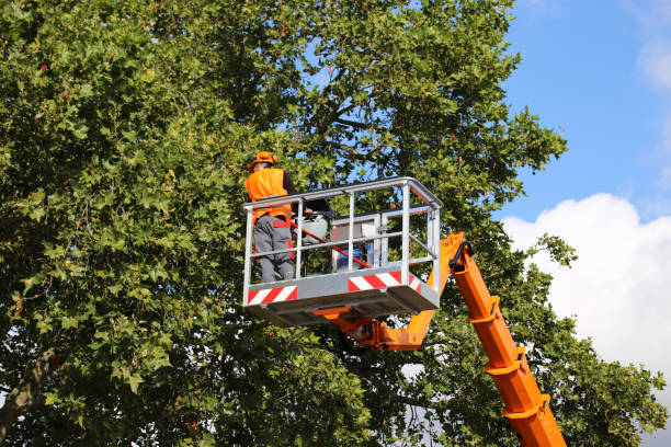 Why Choose Our Tree Removal Services in Wilkes Barre, PA?