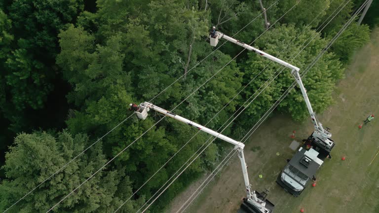 Best Tree Trimming and Pruning  in Wilkes Barre, PA