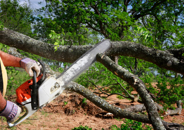 Best Emergency Tree Removal  in Wilkes Barre, PA